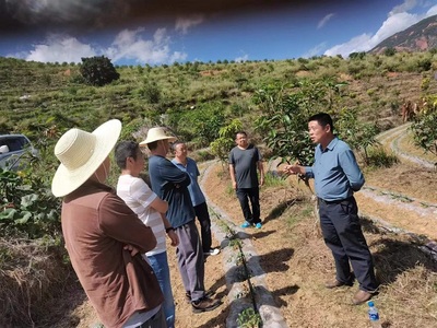 楚雄市加大技術(shù)指導(dǎo)，助推芒果產(chǎn)業(yè)發(fā)展與種植技術(shù)開發(fā)