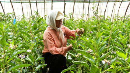 張掖市人民政府推動種植技術開發，助力農業現代化