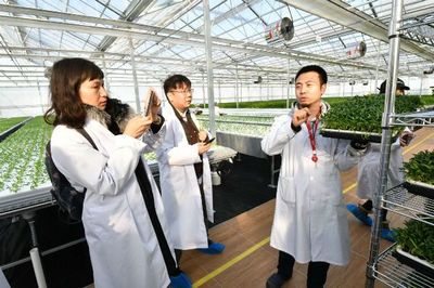 免洗即食的奧秘 揭秘水培蔬菜的現代化種植技術